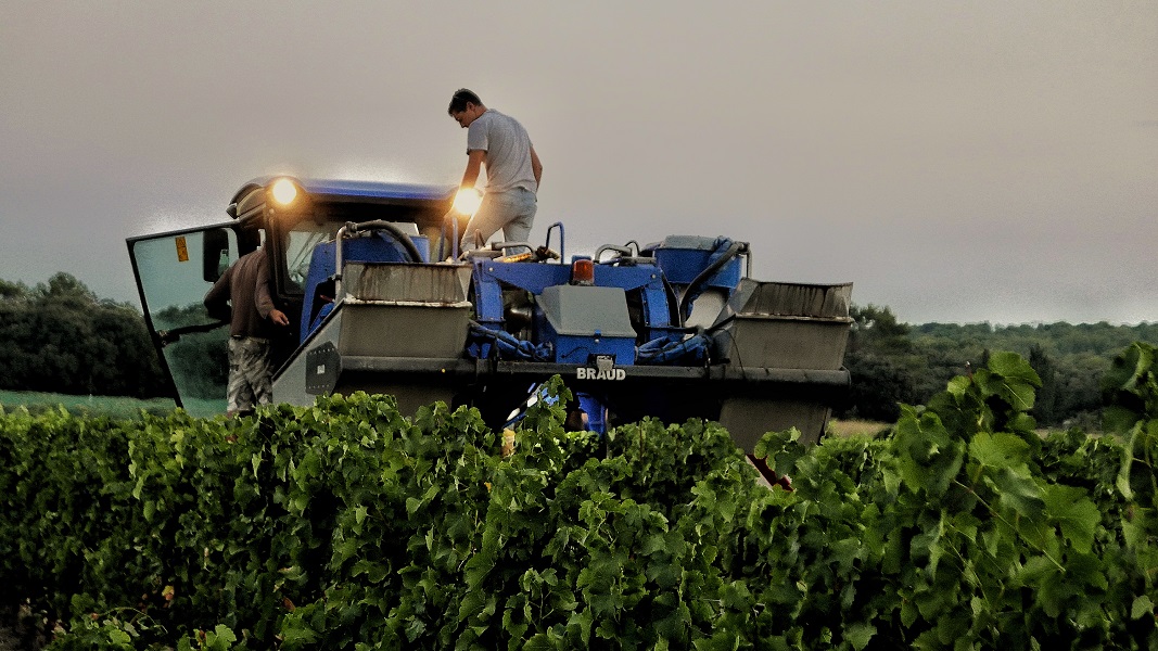 Vendanges