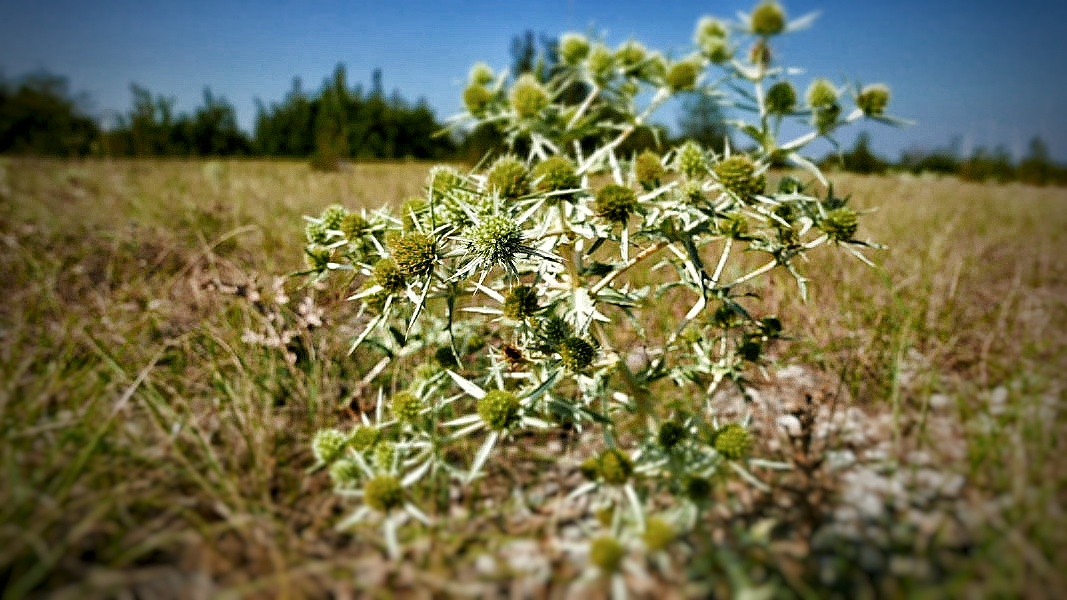 005_Larzac_Vegetation03