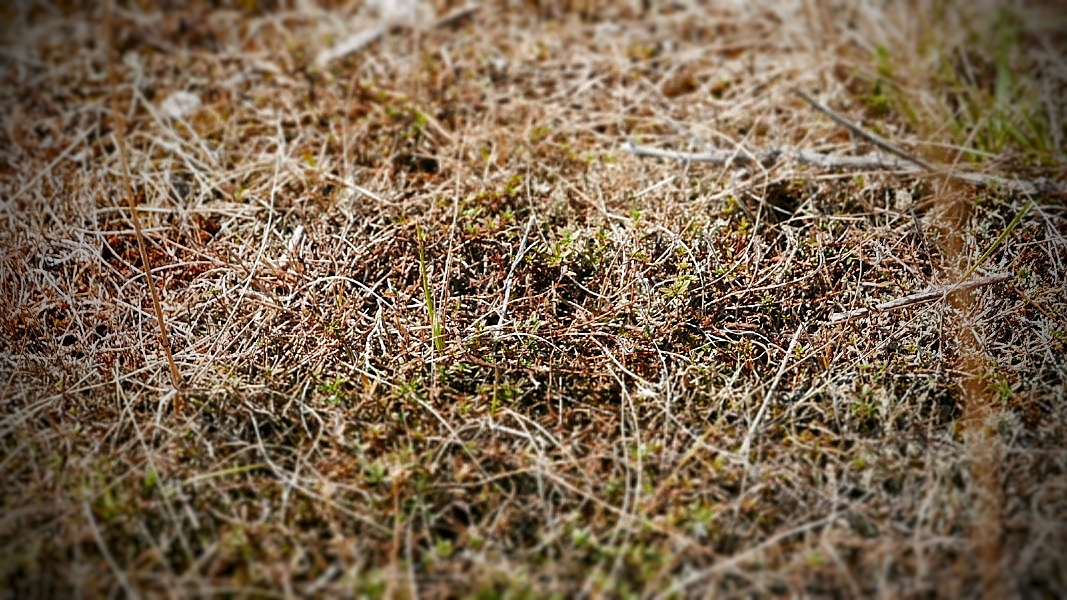 005_Larzac_Vegetation05