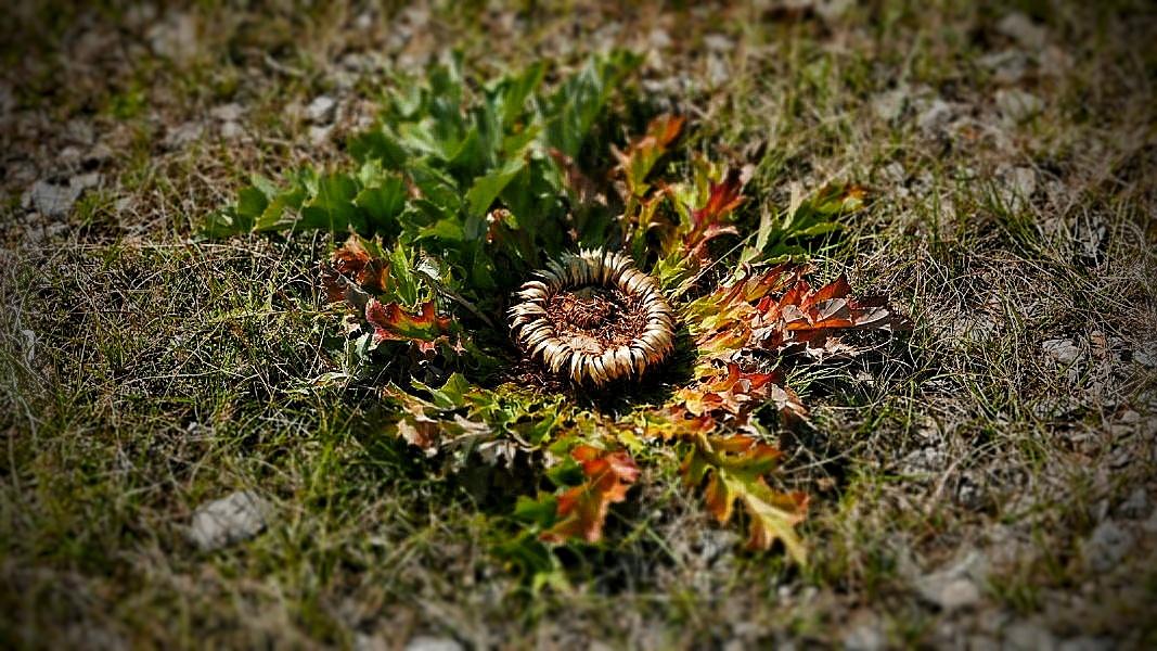 Carline à feuilles d’acanthe - Cardabelle protégée car en voie de disparition - Photo © JJF 2018