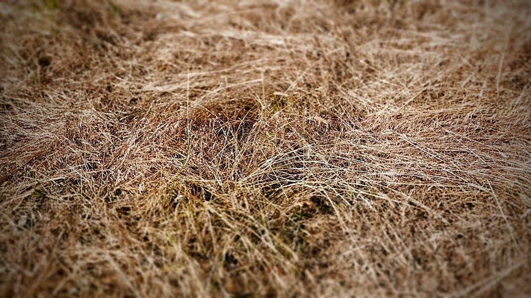 005_Larzac_Vegetation08