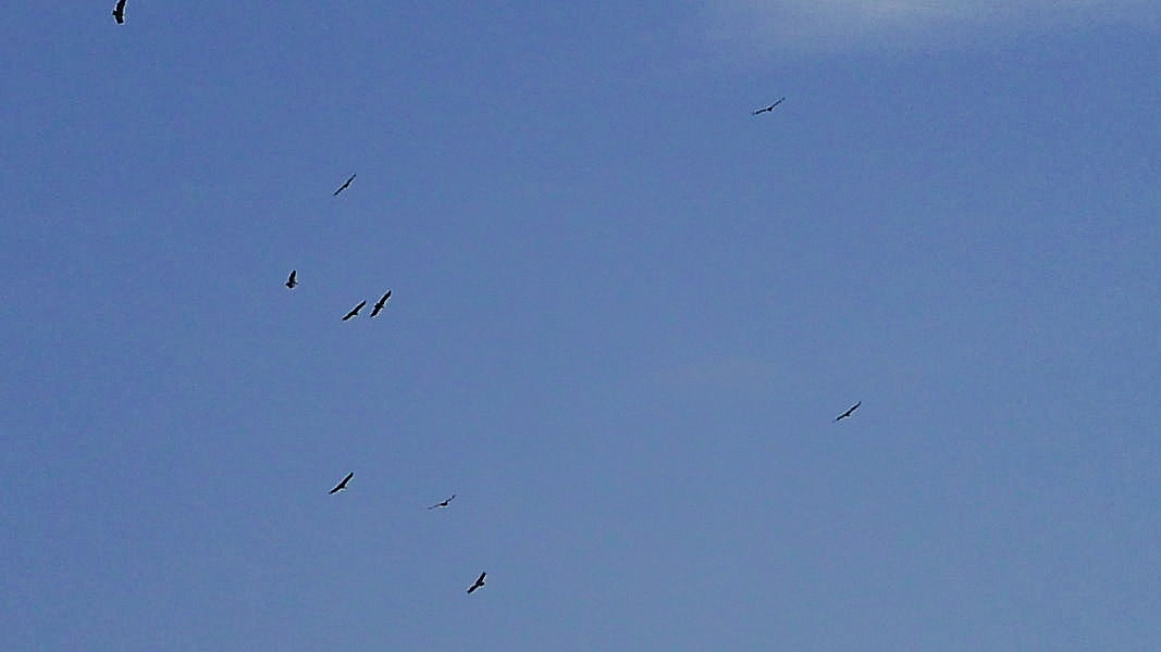 Les vautours sont présents. Ils avaient disparu. Ils ont été réintroduits de 1981 à 1986 Le site LPO Grands Causses récence 333 couples en 2011 - Photo © JJF 2018