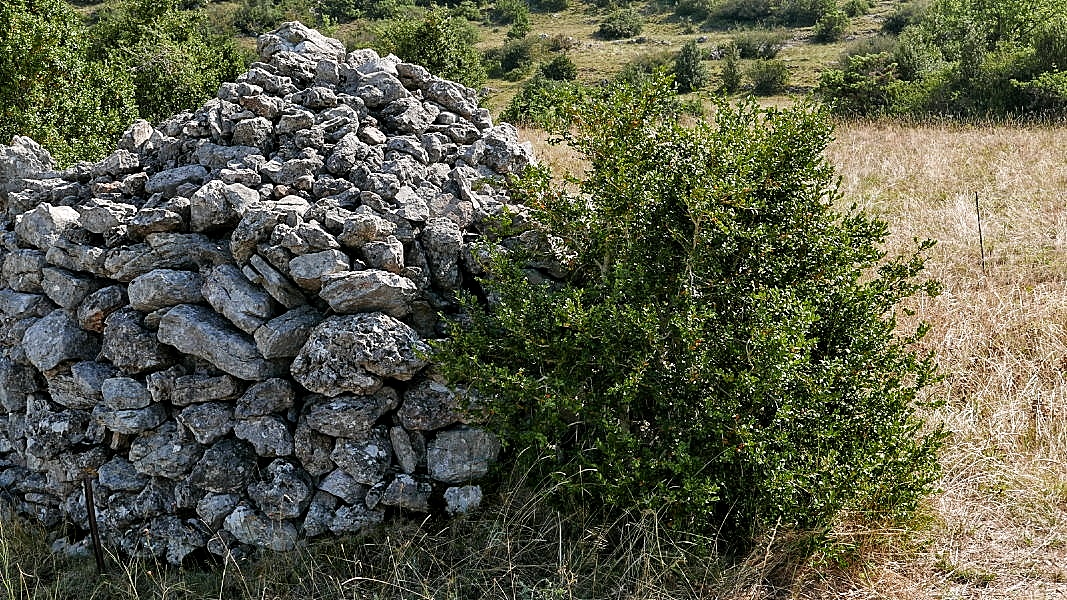 dessous pierres entassées en bordure d’un champ à Saint Martin du Larzac- Photo © JJF 2018