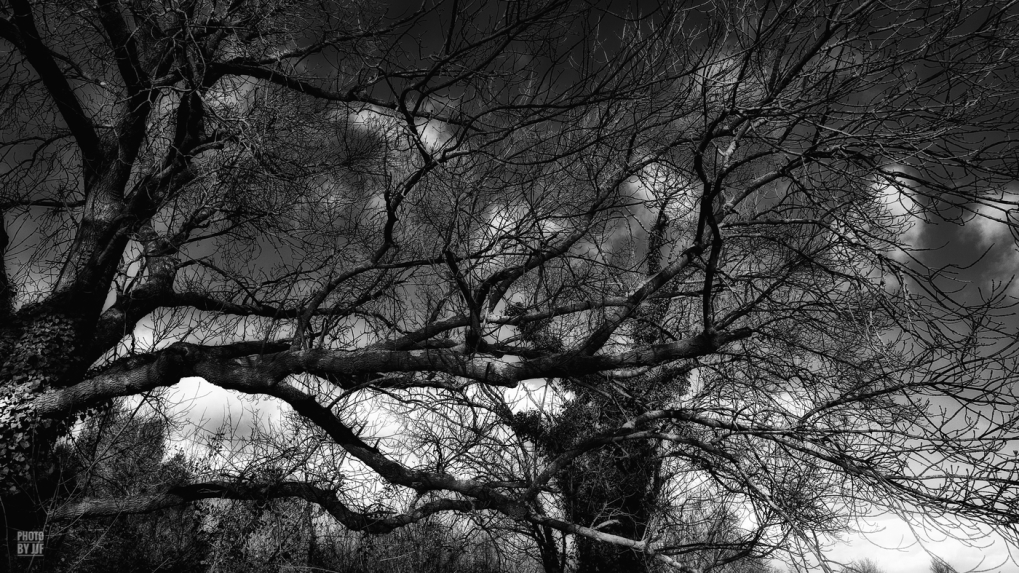 Arbres