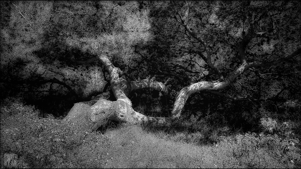 entre2brises_aupres_de_mon_arbre_1