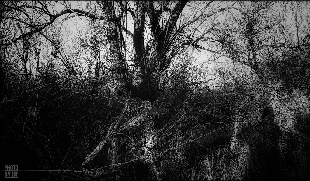 entre2brises_aupres_de_mon_arbre_10