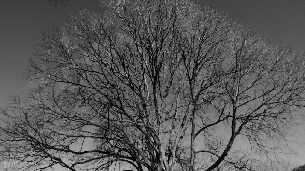 entre2brises_aupres_de_mon_arbre_12