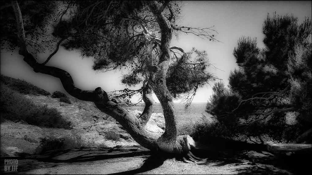 entre2brises_aupres_de_mon_arbre_2