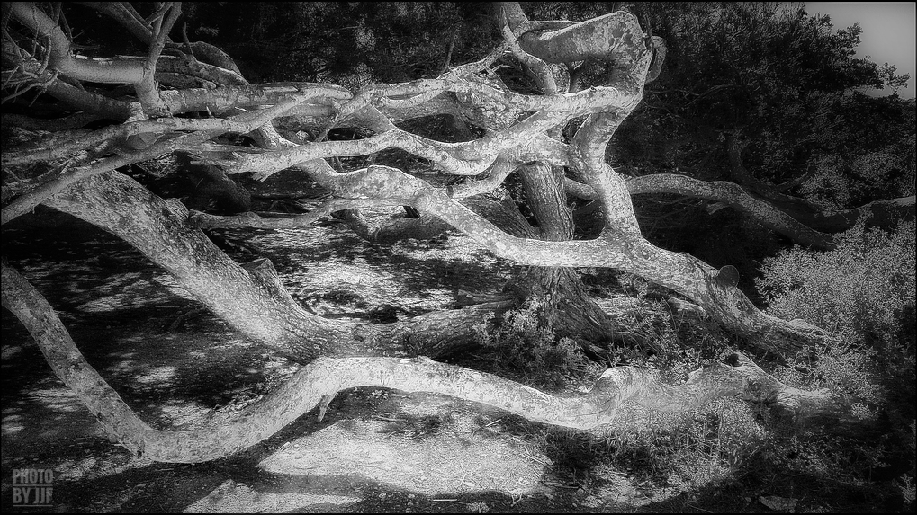 entre2brises_aupres_de_mon_arbre_3
