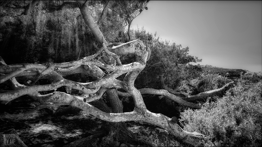 entre2brises_aupres_de_mon_arbre_4