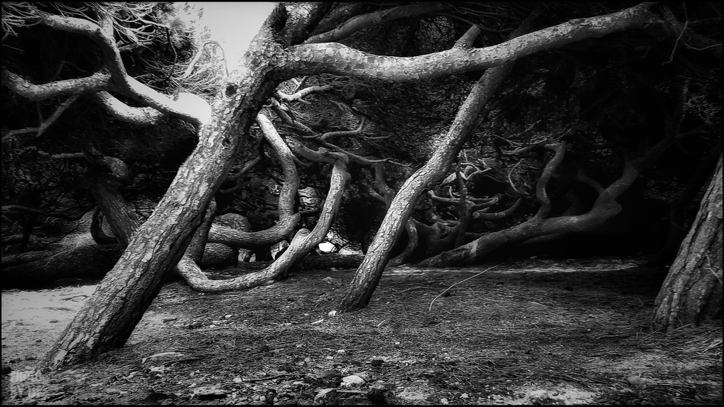 entre2brises_aupres_de_mon_arbre_5