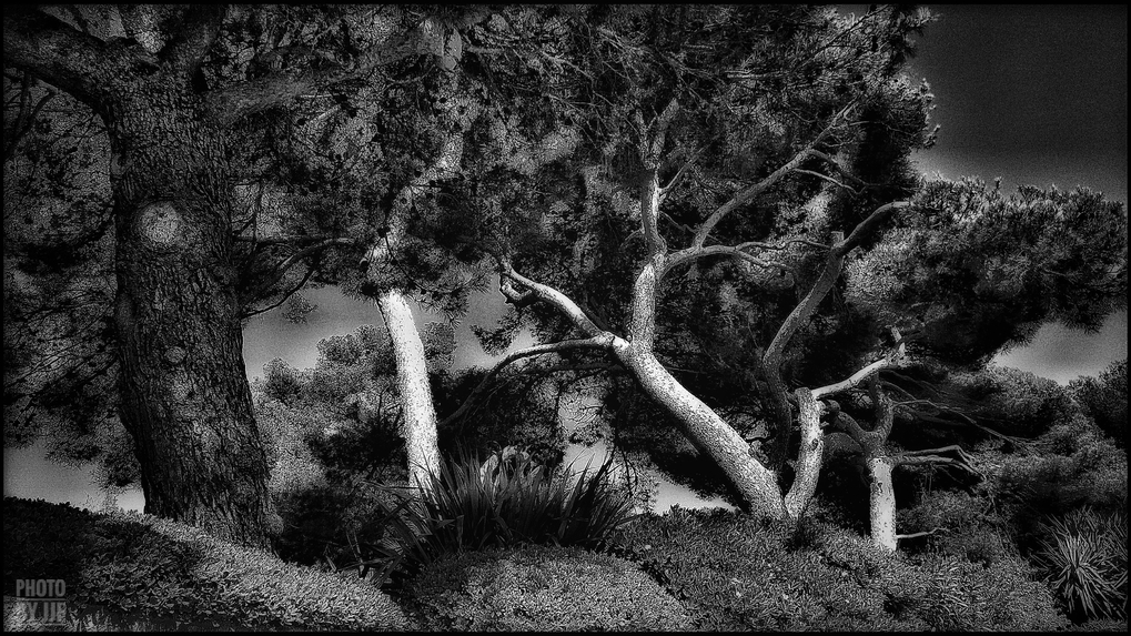 entre2brises_aupres_de_mon_arbre_7