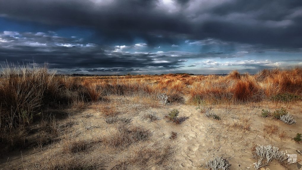 Entre l'étang de la pierre blanche et la plage de  Villeneuve-lès-Maguelone s'étend une grande bande de sable couverte de joncs qui jaunissent avec la progression de l'été pour devenir fauve à l'automne et rouille au cocher du soleil