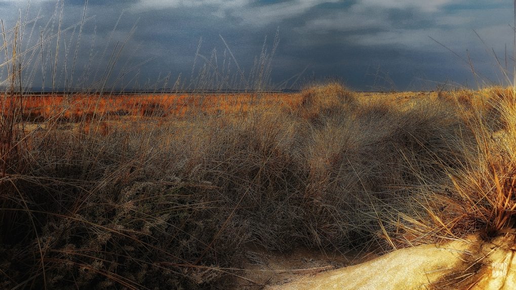 Entre l'étang de la pierre blanche et la plage de  Villeneuve-lès-Maguelone s'étend une grande bande de sable couverte de joncs qui jaunissent avec la progression de l'été pour devenir fauve à l'automne et rouille au cocher du soleil. Le brouillard envahit la zone humide. L'orage est menaçant.