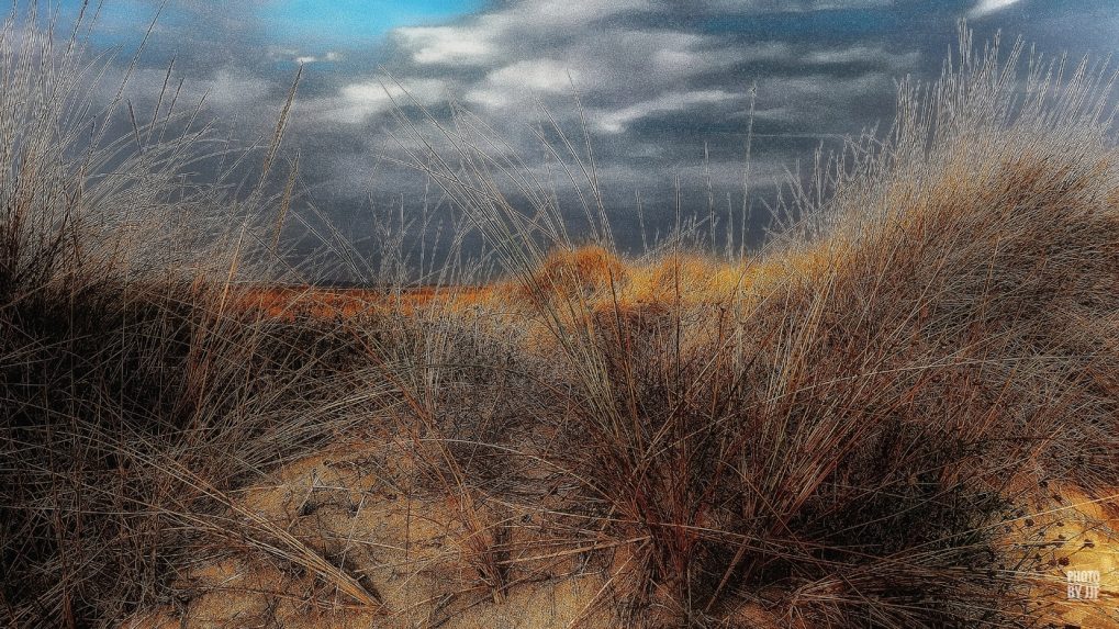 Entre l'étang de la pierre blanche et la plage de  Villeneuve-lès-Maguelone s’étend une grande bande de sable, la zone humide, couverte de joncs qui jaunissent avec la progression de l'été pour devenir fauve à l'automne et rouille au coucher du soleil.