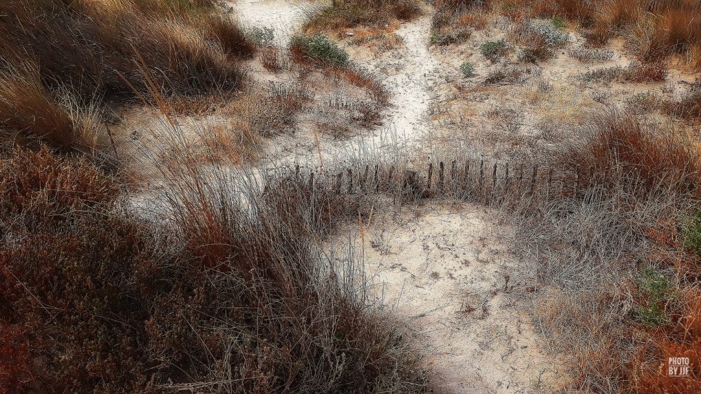 Les ganidelles combattent la mer et le vent pour que la dune protectrice demeure en place.